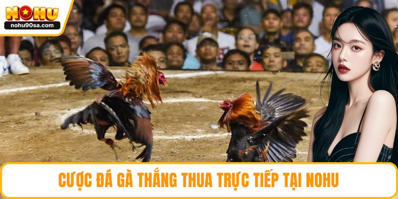 Đá Gà NOHU90 - Tổng Quan, Ưu Điểm Và Các Loại Kèo Hấp Dẫn 3 Cược đá gà thắng thua trực tiếp tại NOHU