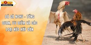 Đá Gà NOHU - Tổng Quan, Ưu Điểm Và Các Loại Kèo Hấp Dẫn