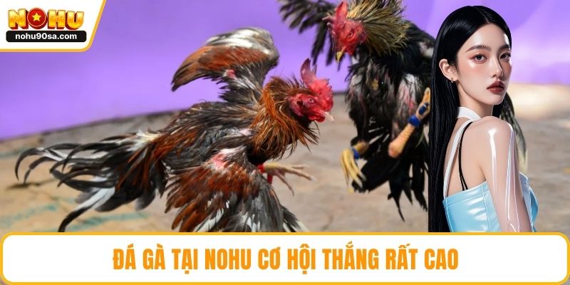 Trang chủ 11 Đá gà tại NOHU cơ hội thắng rất cao